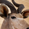 Nice African Greater Kudu Taxidermy Mount KG3039
