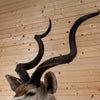Excellent African Greater Kudu Taxidermy Mount SW11129