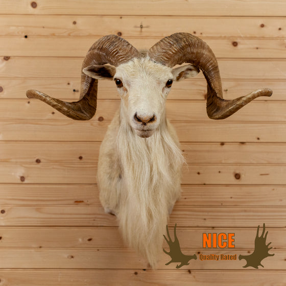 corsican sheep ram taxidermy shoulder mount for sale