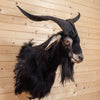 Excellent Spanish Catalina Goat Taxidermy Shoulder Mount KG3025