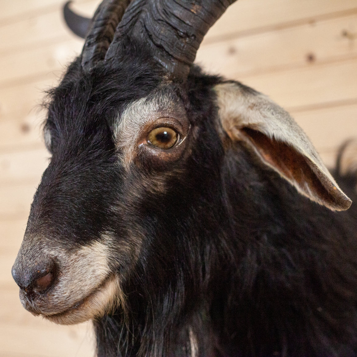 Tomcat Scotts Mole Trap - Dutch Goat