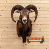 mouflon bighorn sheep taxidermy shoulder mount for sale