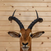 African Impala Taxidermy Shoulder Mount KG3065