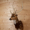 Premier Axis Deer Shoulder Mount Taxidermy for Sale SW11144