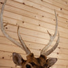 Premier Axis Deer Shoulder Mount Taxidermy for Sale SW11144