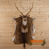 axis deer taxidermy shoulder mount for sale