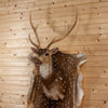 Excellent Axis Deer Shoulder Mount Taxidermy for Sale KG3042