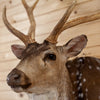 Excellent Axis Deer Shoulder Mount Taxidermy for Sale KG3042