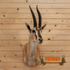 African Thompson's gazelle taxidermy shoulder mount for sale