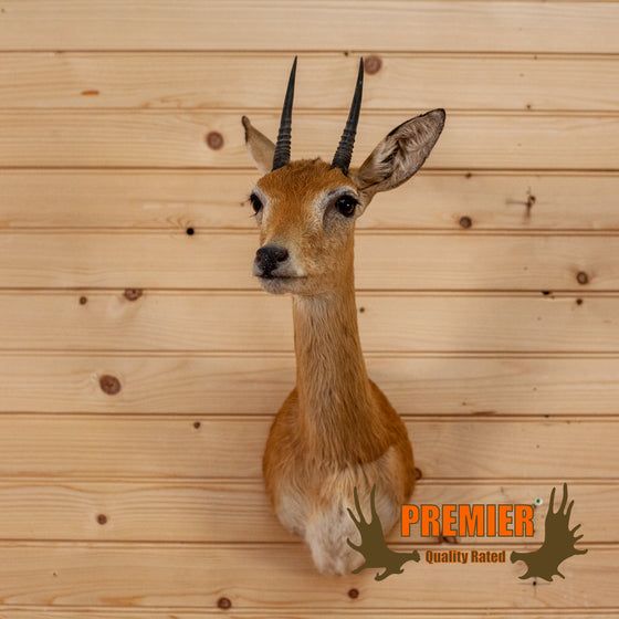 African oribi antelope taxidermy shoulder mount for sale