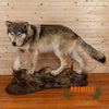 wolf full body lifesize taxidermy mount for sale