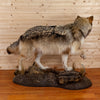 Premier Gray Wolf Full Body Lifesize Taxidermy Mount KG3046