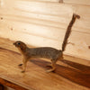 Cabin Grade Fox Squirrel Full Body Taxidermy Mount KG3005
