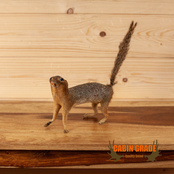 fox squirrel oddity taxidermy full body mount for sale