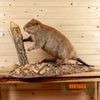 vintage taxidermy full body beaver mount for sale