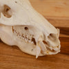 Hog Skull KG3007