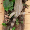 Large Iguana Full Body Taxidermy Mount KG3008