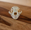Excellent Bobcat Skull KG3009