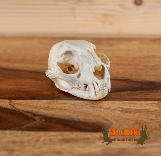 bobcat skull taxidermy for sale