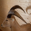 Nice Aoudad Barbary Sheep Taxidermy Half Body Mount KG3026