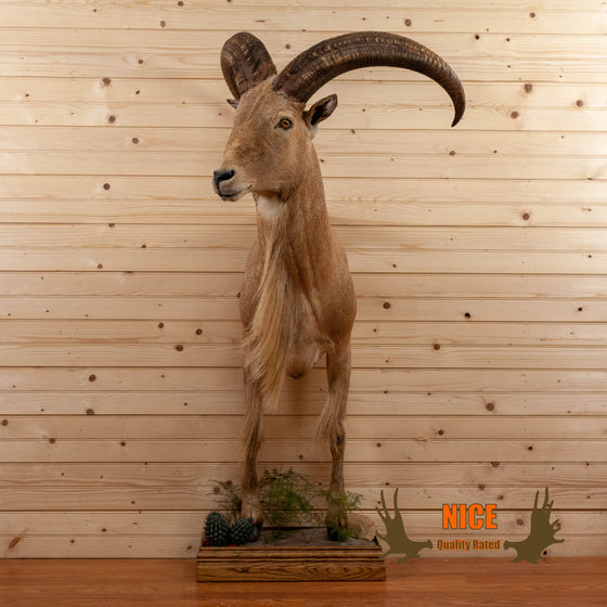 Pyrenean chamois - Shoulder mount/stuffed head - Rupicapra pyrenaica -  Masai Gallery