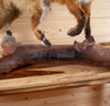 Red Fox Full Body Lifesize Taxidermy Mount KG3027