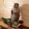 Excellent Groundhog Woodchuck Taxidermy Mount KG3028