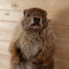 Excellent Groundhog Woodchuck Taxidermy Mount KG3028