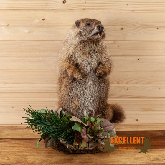 groundhog woodchuck full body lifesize taxidermy mount for sale