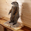 Groundhog Woodchuck Taxidermy Mount KG3029