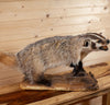 Excellent Badger Lifesize Full Body Taxidermy Mount KG3030