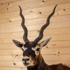 Excellent Blackbuck Antelope Shoulder Pedestal Mount KG3034