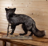 Silver Fox Full Body Lifesize Taxidermy Mount KG3035