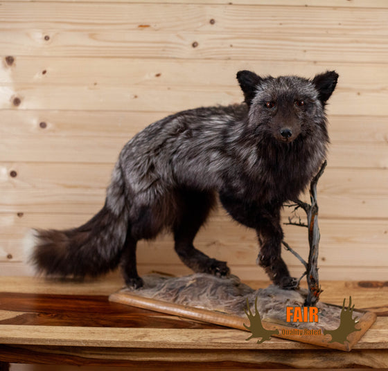 silver fox full body lifesize taxidermy mount for sale