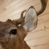 Nice 8 Point Whitetail Buck Deer Taxidermy Shoulder Mount KG3038
