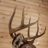 Nice 8 Point Whitetail Buck Deer Taxidermy Shoulder Mount KG3038