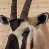 African Gemsbok Taxidermy Shoulder Mount KG3041