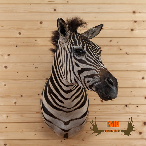 zebra taxidermy shoulder mount for sale
