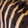 Burchell's Zebra Taxidermy Shoulder Mount KG3043