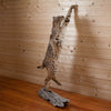 Excellent Bobcat Full Body Taxidermy Mount KG3044