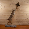Excellent Bobcat Full Body Taxidermy Mount KG3044