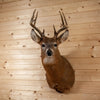 Nice 4X5 Whitetail Buck Deer Taxidermy Shoulder Mount KG3048