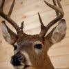 Nice 4X5 Whitetail Buck Deer Taxidermy Shoulder Mount KG3048