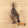 sooty grouse blue grouse full body taxidermy mount for sale