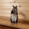 Excellent Abert's Squirrel Taxidermy Mount KG3058