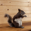 Excellent Abert's Squirrel Taxidermy Mount KG3058