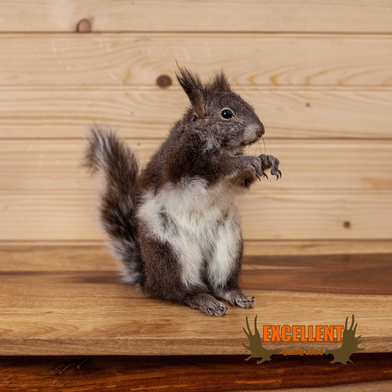 Abert's squirrel full body lifesize taxidermy mount for sale