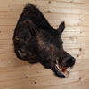 Cabin Grade Wild Hog Boar Hog Taxidermy Shoulder Mount KG3060