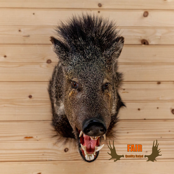 javelina peccary taxidermy shoulder mount for sale