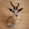 Excellent African Springbok Taxidermy Mount KG3063